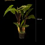 Industrial Flower